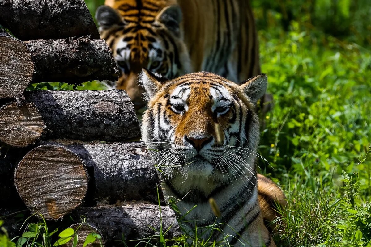 Заповедные истории: леопард, ларги и море (2/17)