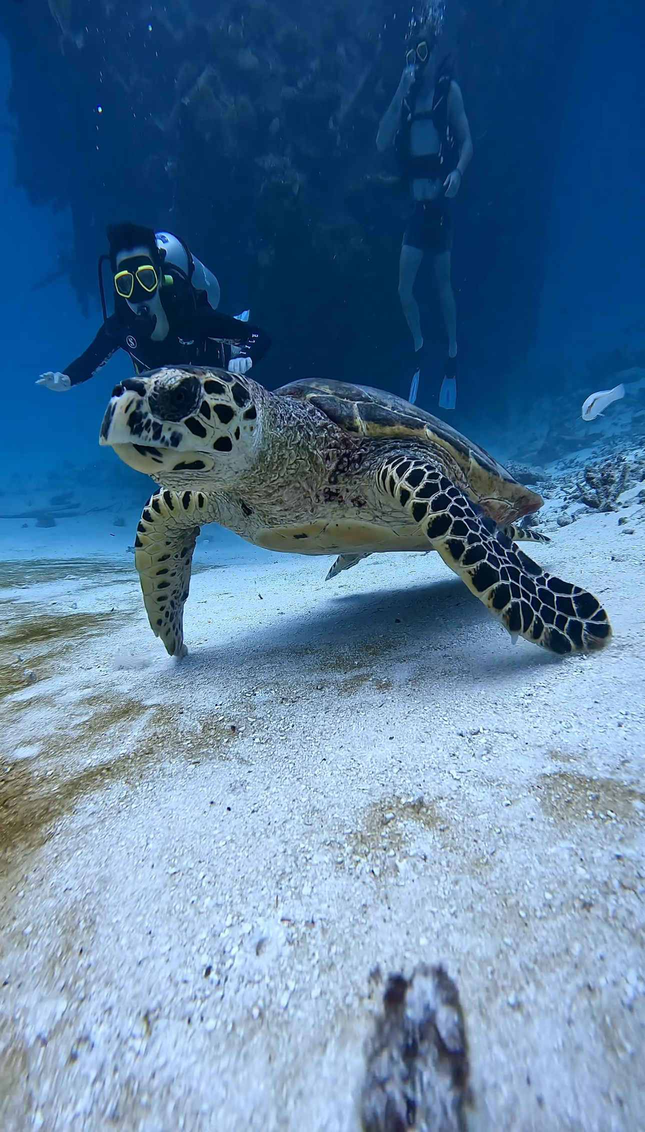 Тропические приключения на Мальдивах (27/36)