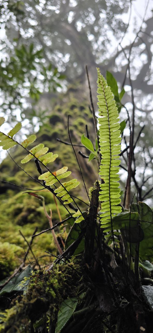 Вьетнам Юг. От дельты до облаков. (10/50)