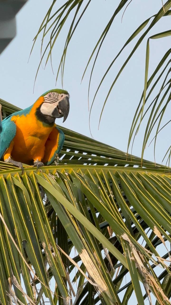 Тодду Magic: ретрит с йогой в гамаках и саунд-хилингом (25/58)