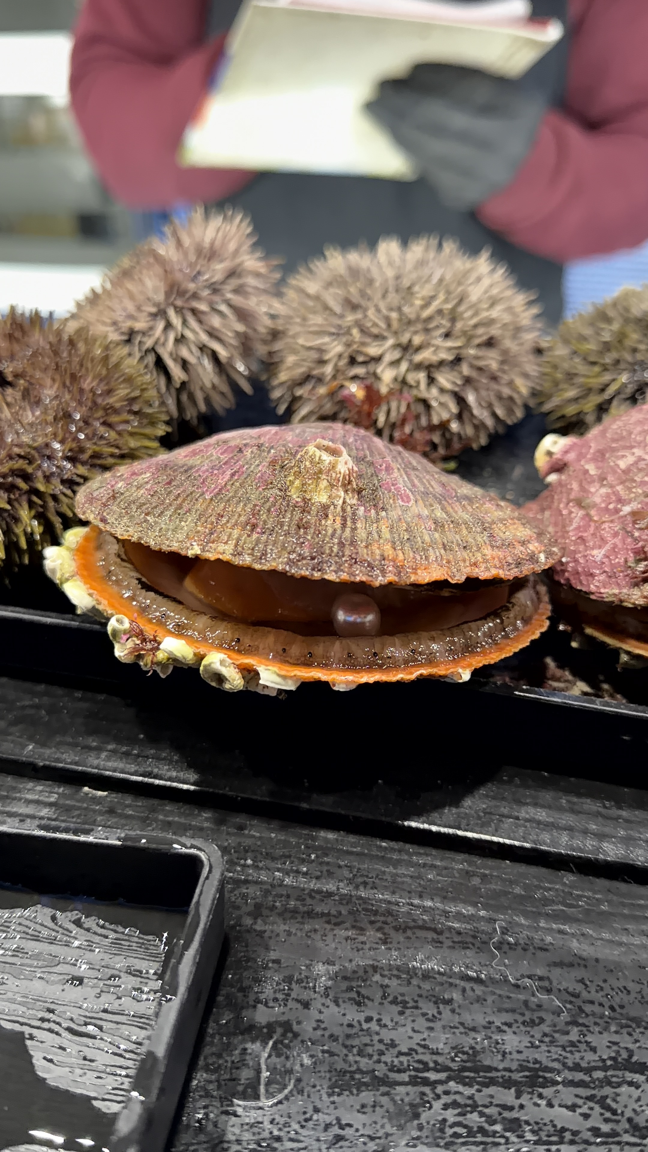 Поймай свое сияние: Териберка, киты и настоящий север (комфортные условия проживания) (21/34)