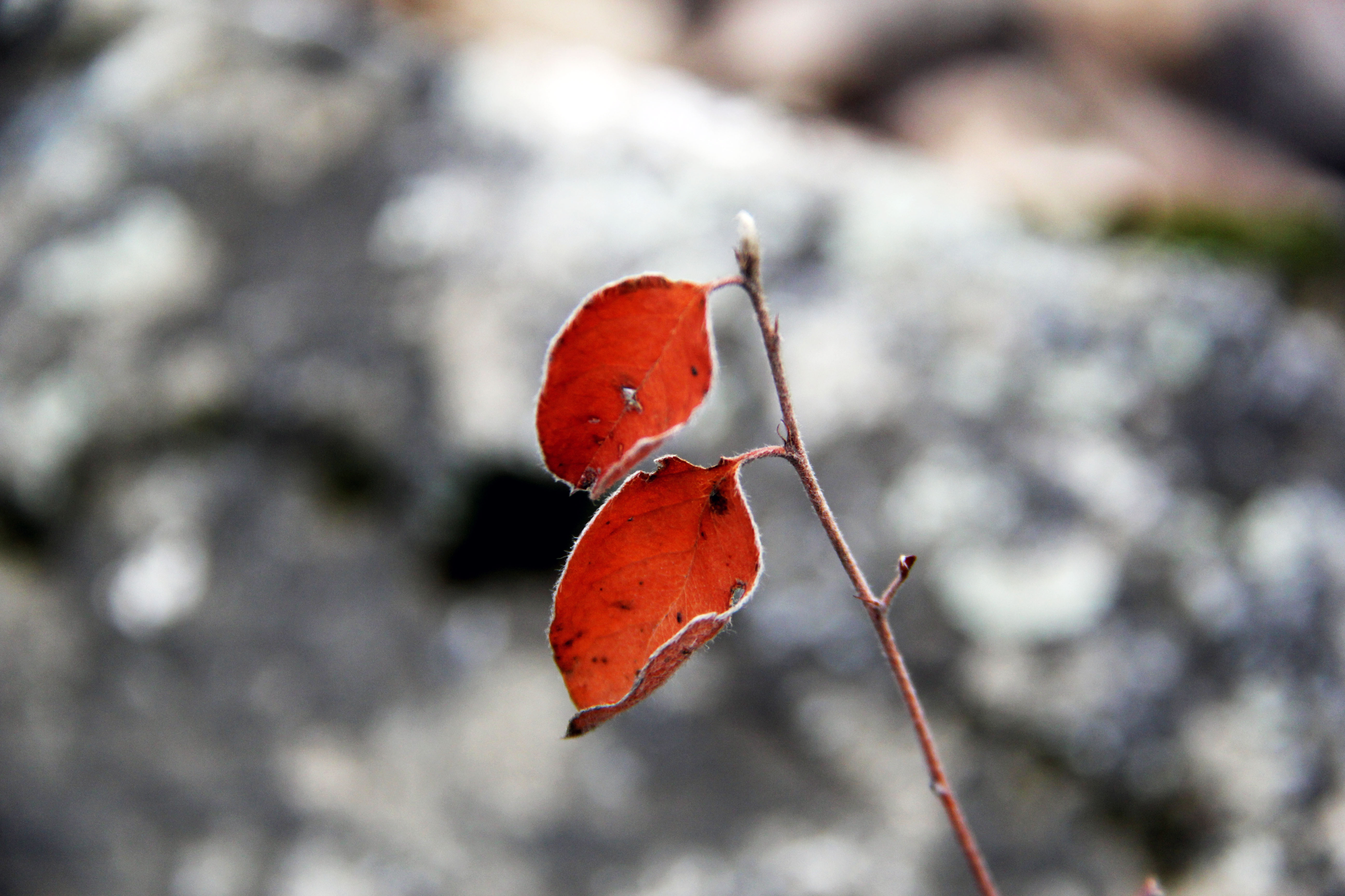 День в горах рядом с Душанбе: водопад и традиционная кухня (18/25)