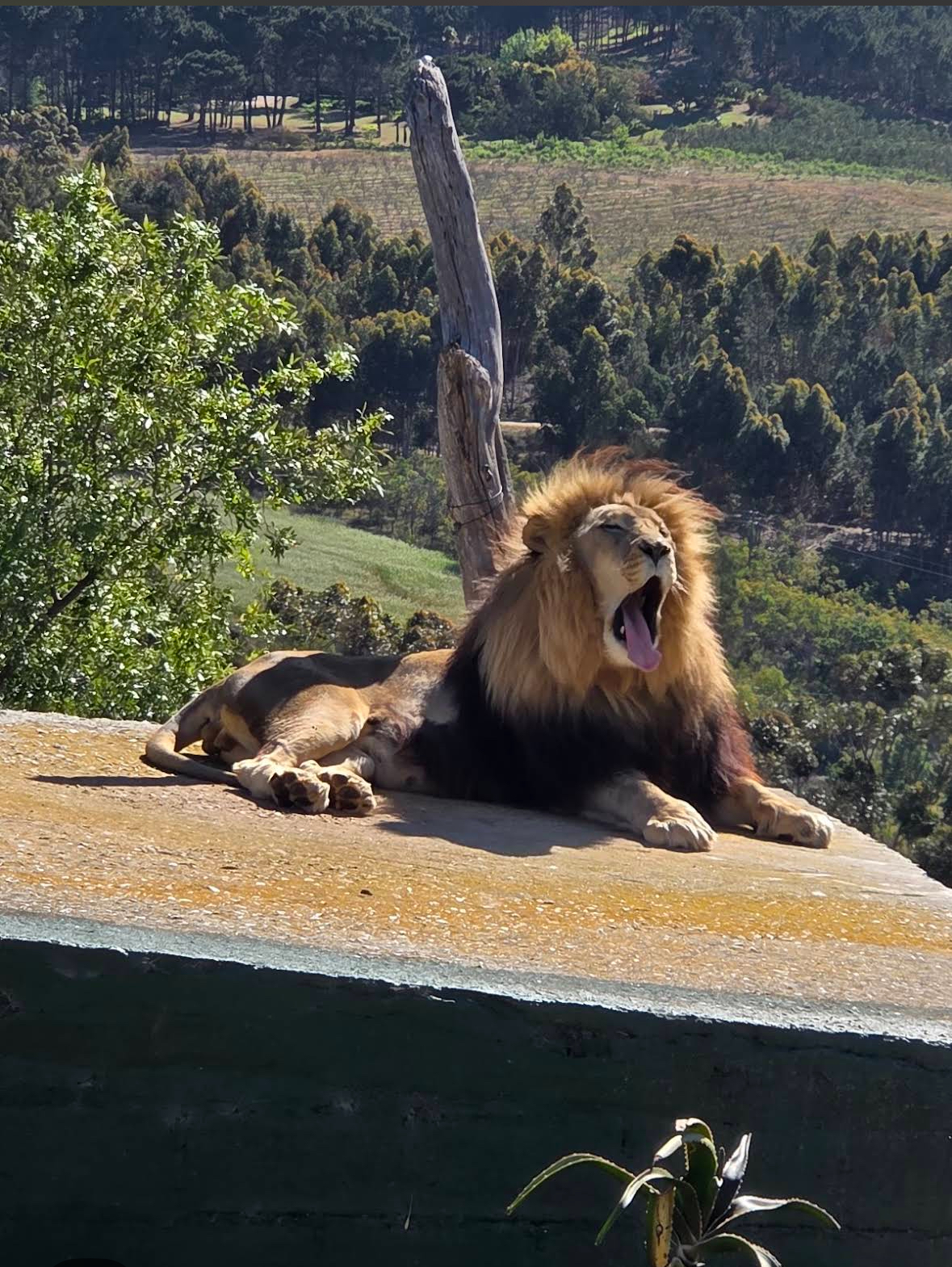 Девичник мечты в Кейптауне на 8 марта: океан, сафари и винные долины (11/35)