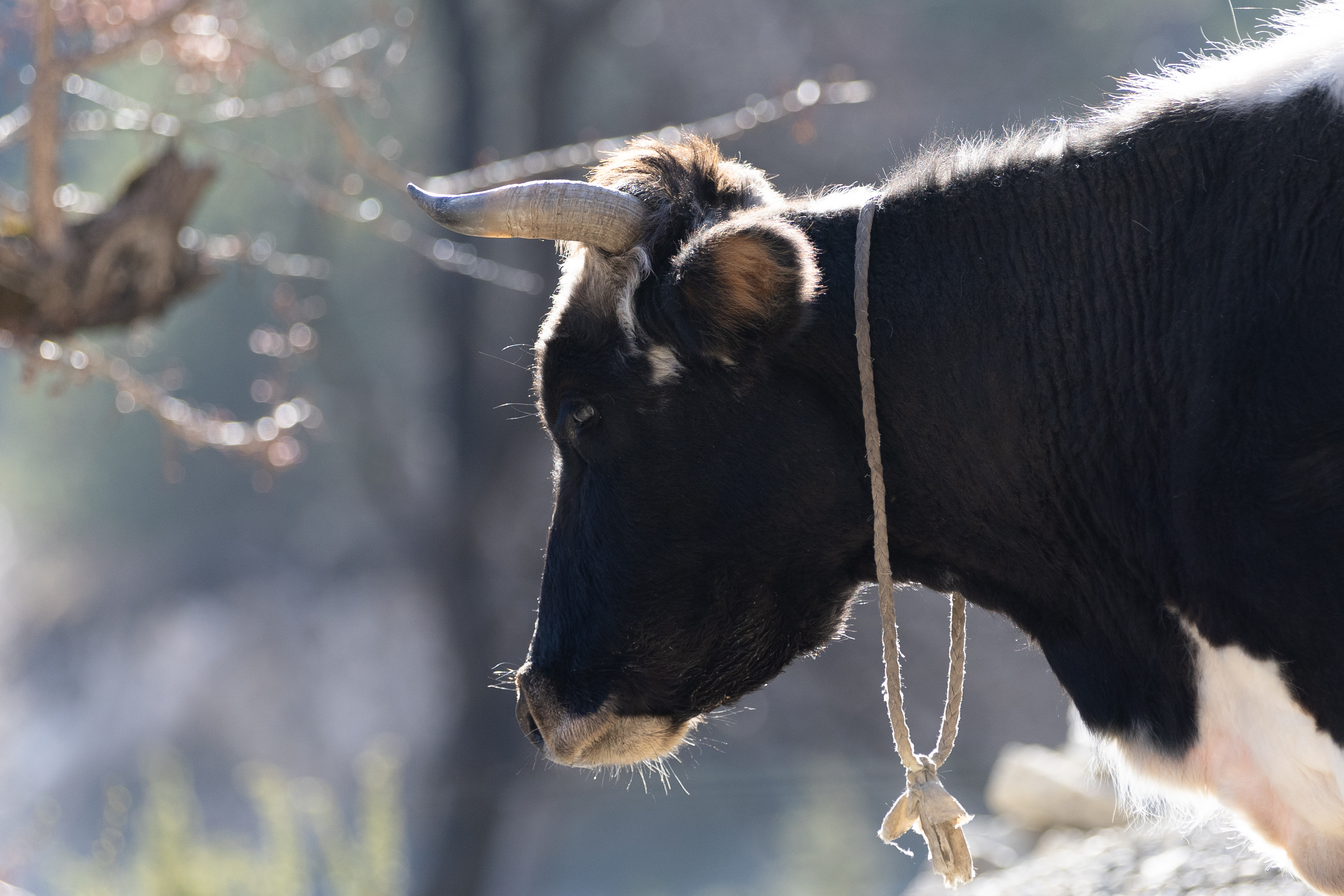 Вальс Цветов.  5 дней весны (13/71)