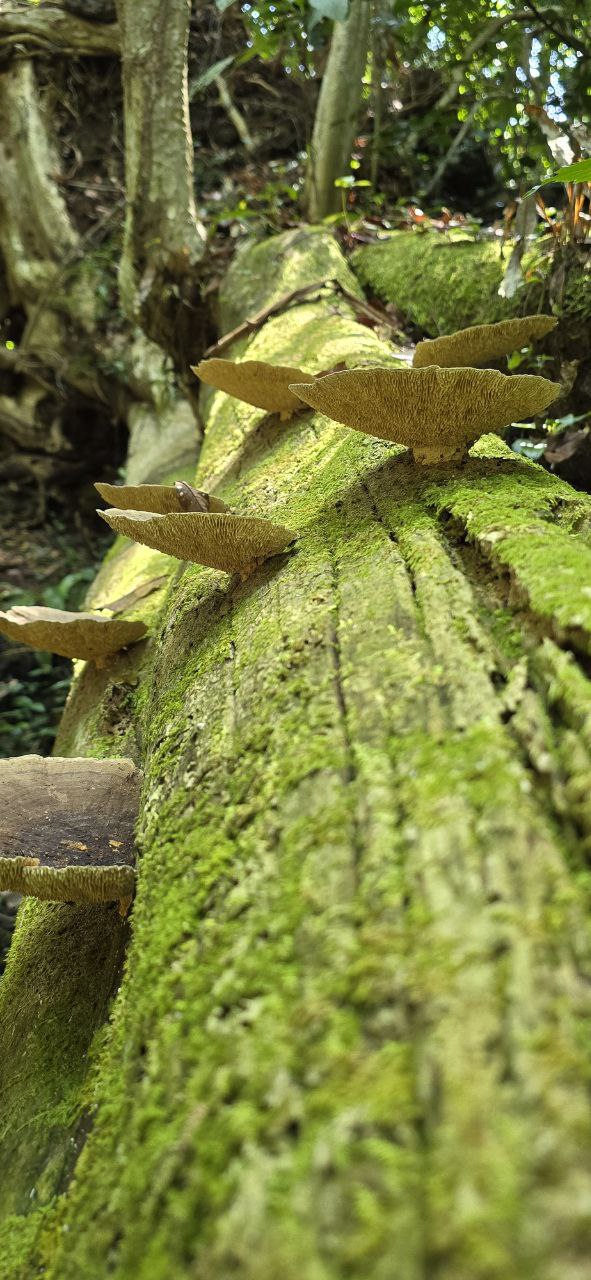 Вьетнам Юг. От дельты до облаков. (12/50)