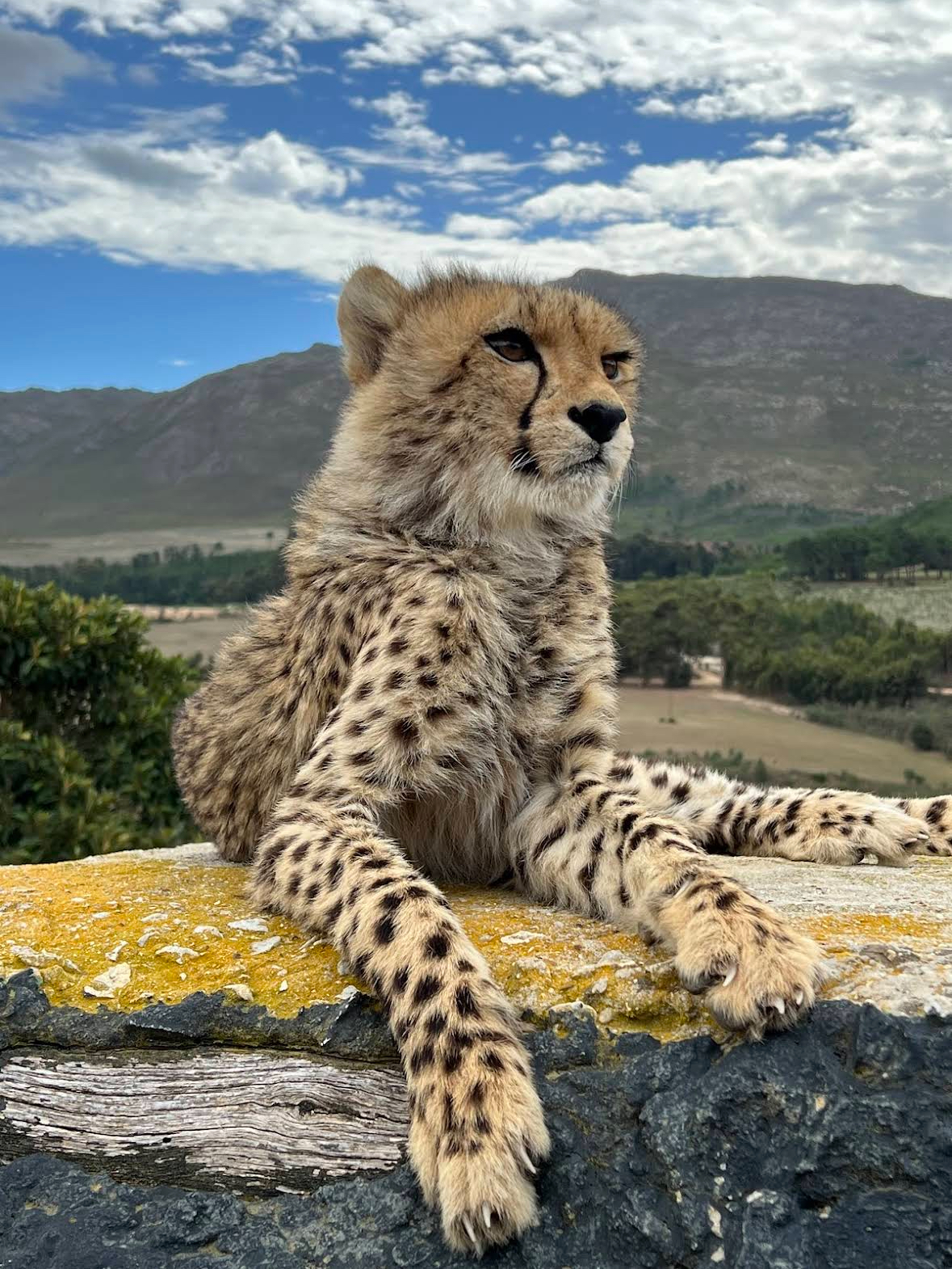 Девичник мечты в Кейптауне на 8 марта: океан, сафари и винные долины (2/35)