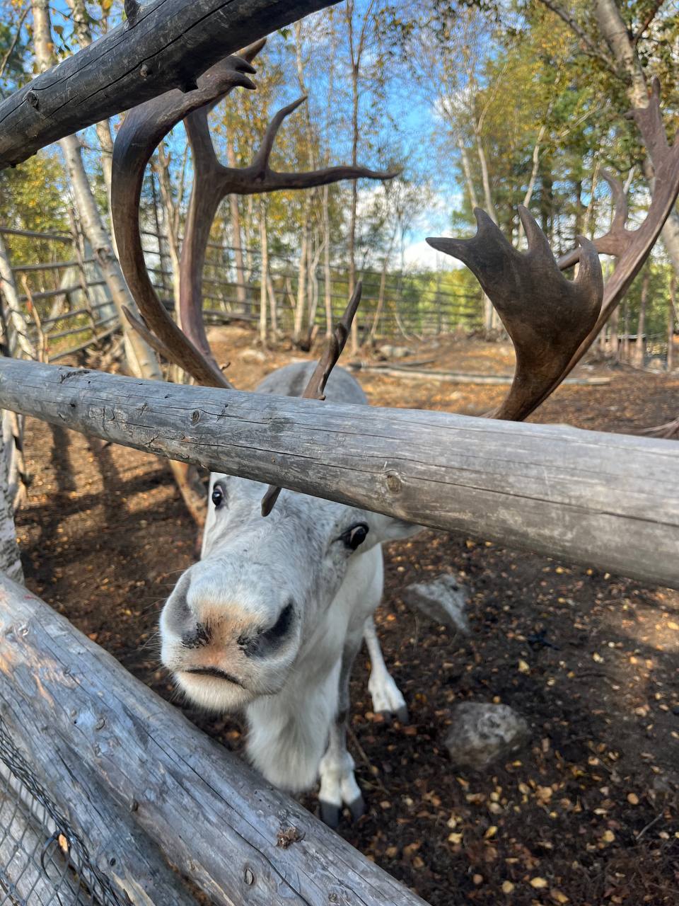 По волнам Арктики: Териберка с морской прогулкой
