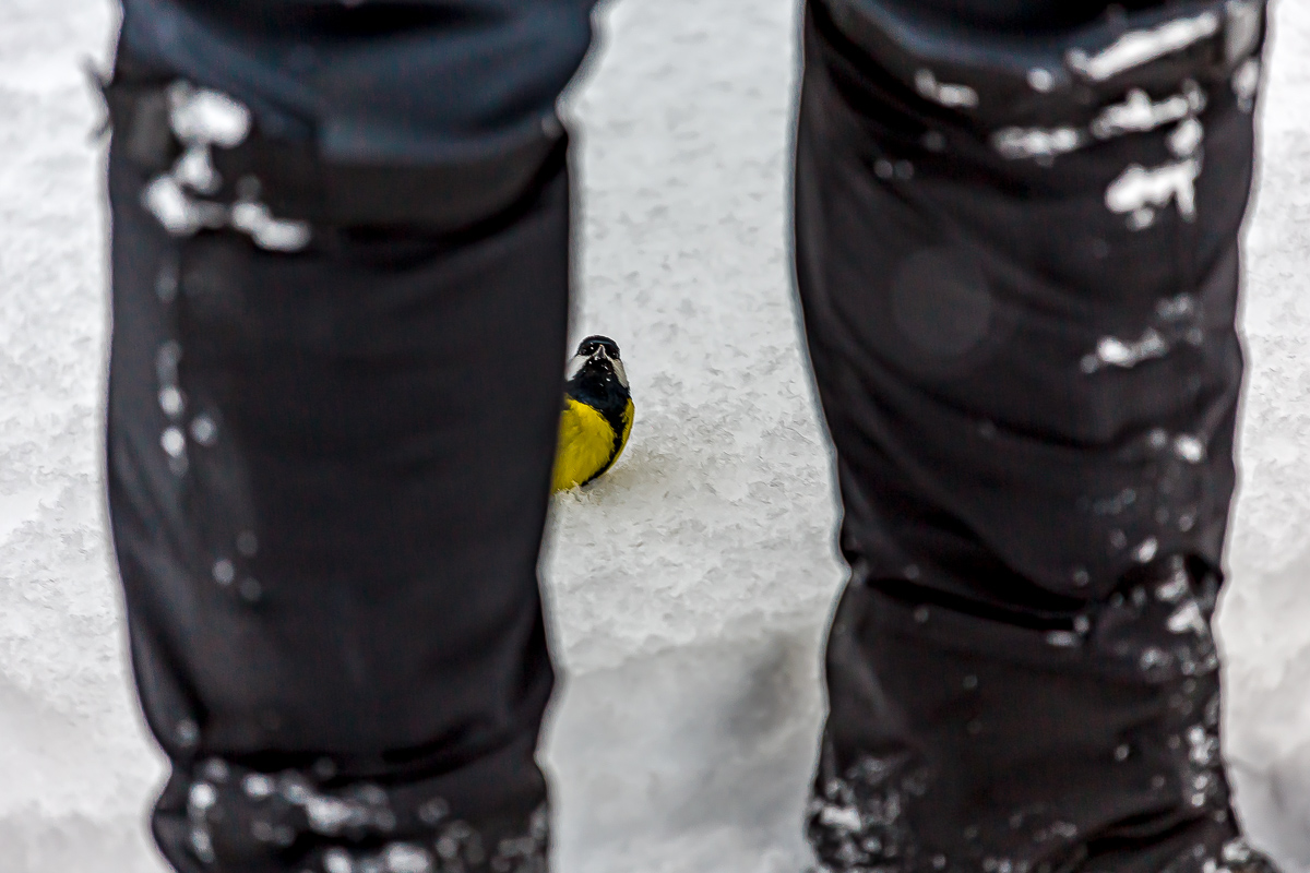 Времена года. Зимняя Карелия с фотографом. Путешествие на другую планету (4/102)