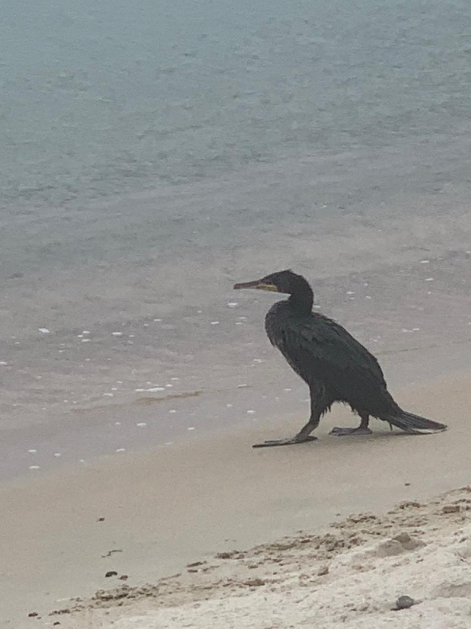 Остров Фуругельма: приморские Мальдивы (13/14)