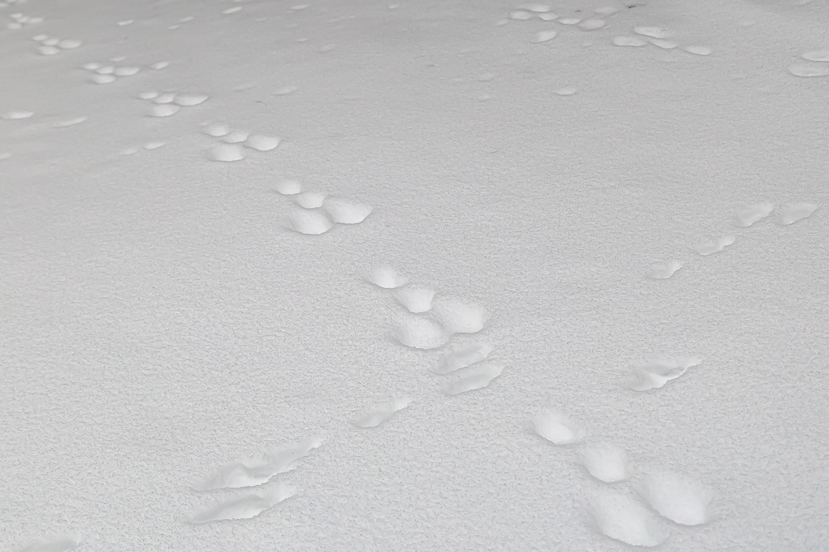 Времена года. Зимняя Карелия с фотографом. Путешествие на другую планету (53/102)