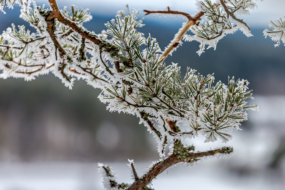 Времена года. Зимняя Карелия с фотографом. Путешествие на другую планету (15/102)