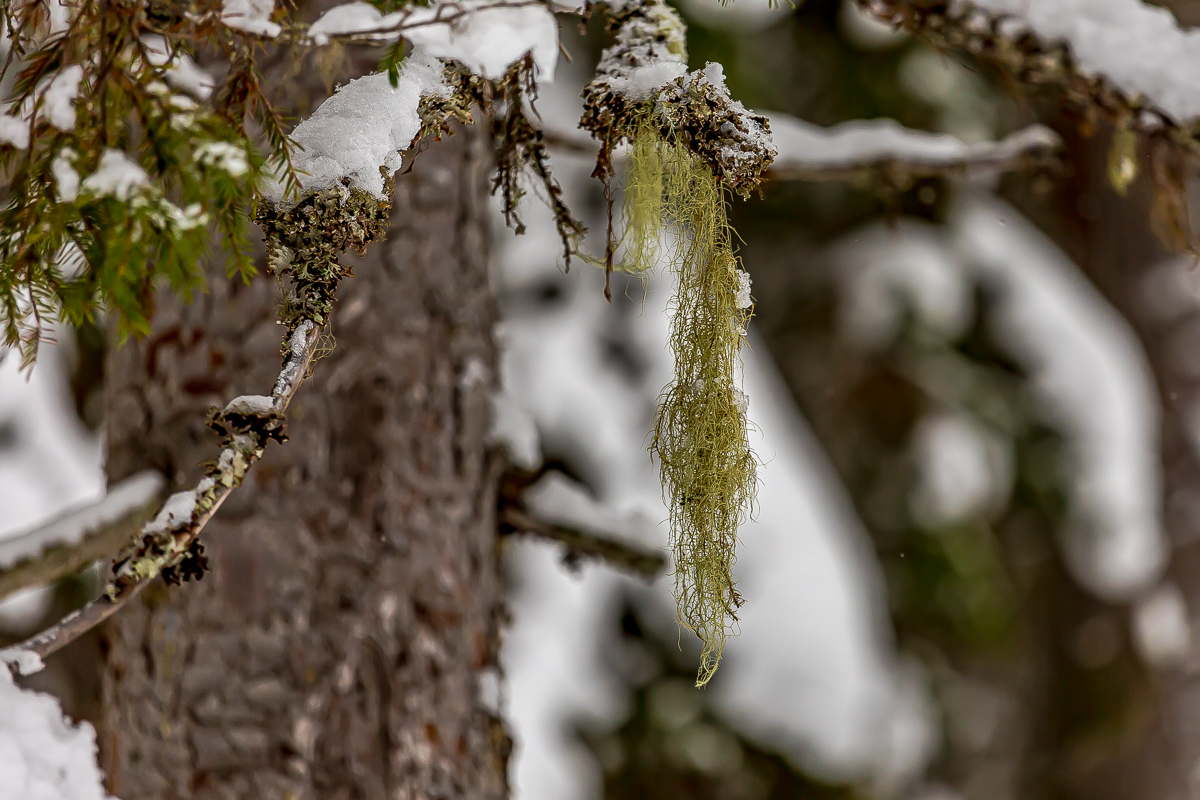 Времена года. Зимняя Карелия с фотографом. Путешествие на другую планету (7/102)