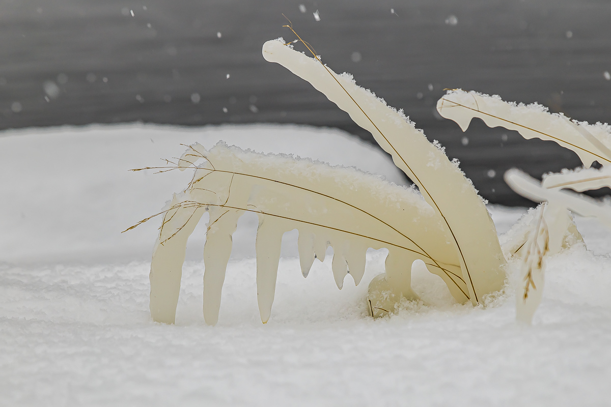 Времена года. Зимняя Карелия с фотографом. Путешествие на другую планету (63/102)