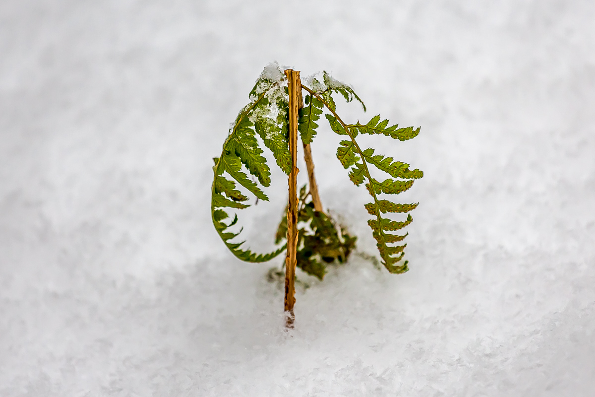 Времена года. Зимняя Карелия с фотографом. Путешествие на другую планету (8/102)
