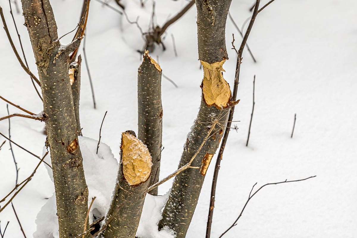 Времена года. Зимняя Карелия с фотографом. Путешествие на другую планету (40/102)