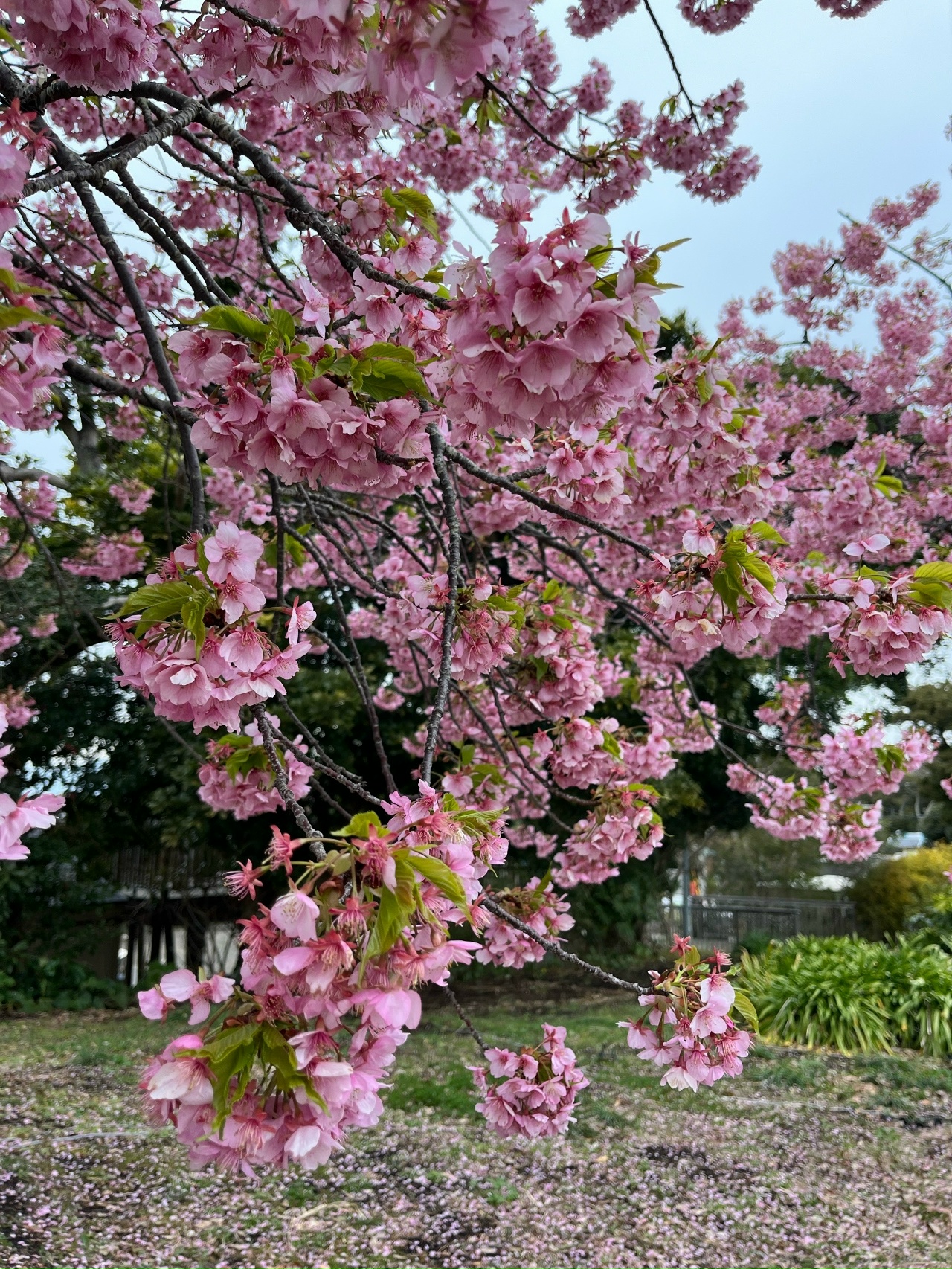 Япония: цветение сакуры (16/17)