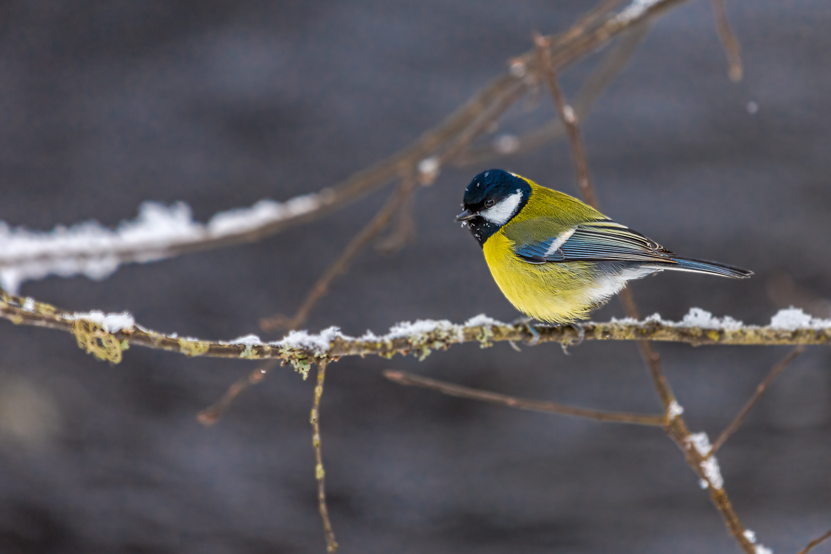 Времена года. Зимняя Карелия с фотографом. Путешествие на другую планету (5/102)