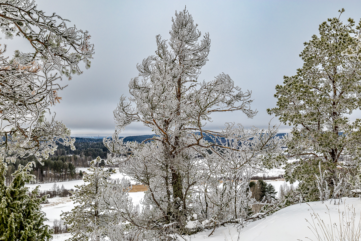 Времена года. Зимняя Карелия с фотографом. Путешествие на другую планету (42/102)