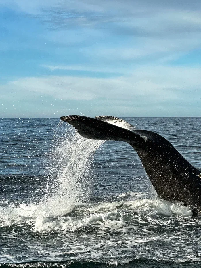 Бриз Баренцева моря: Териберка - морская прогулка (1/11)
