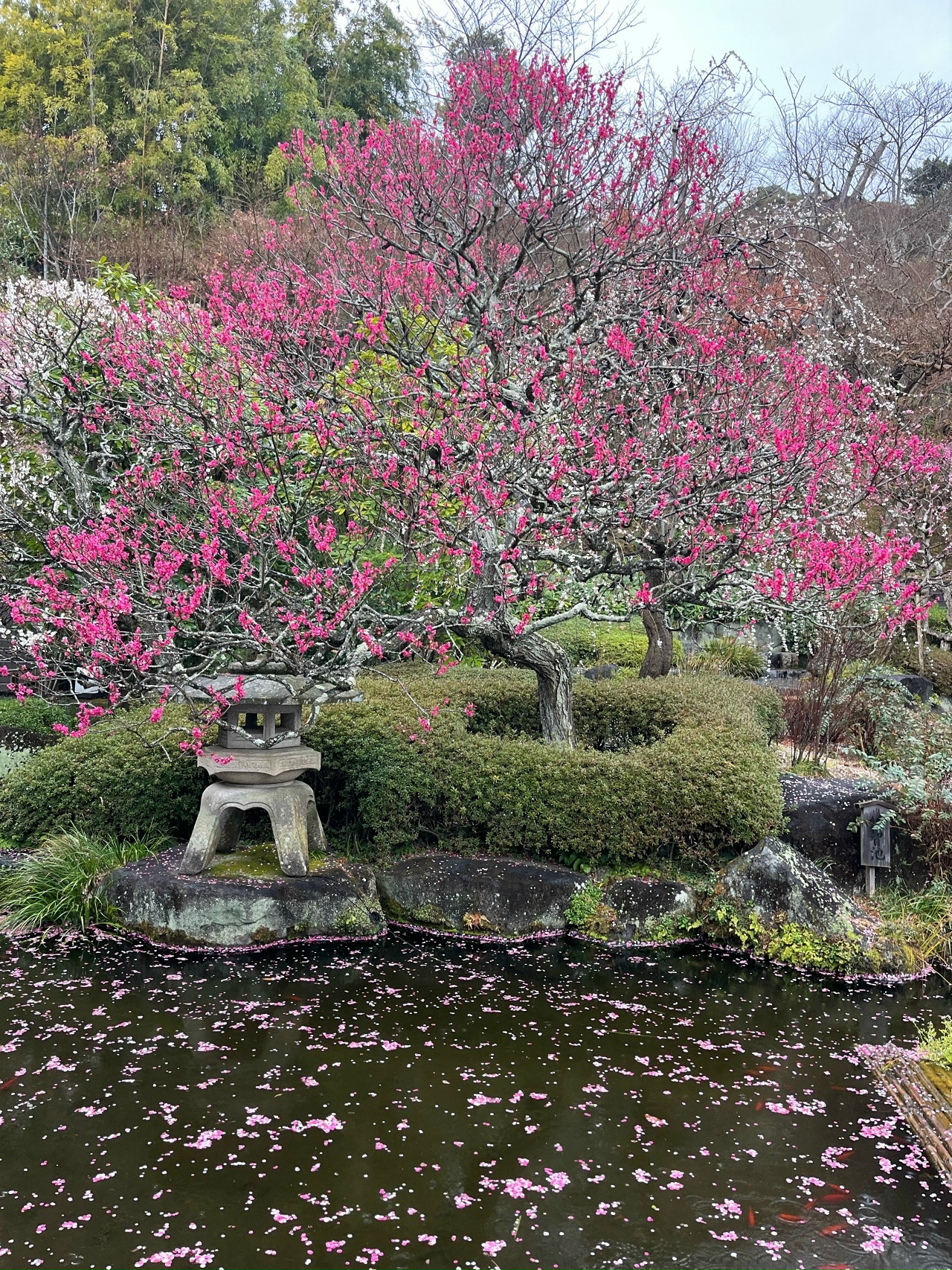 Япония: цветение сакуры (12/17)