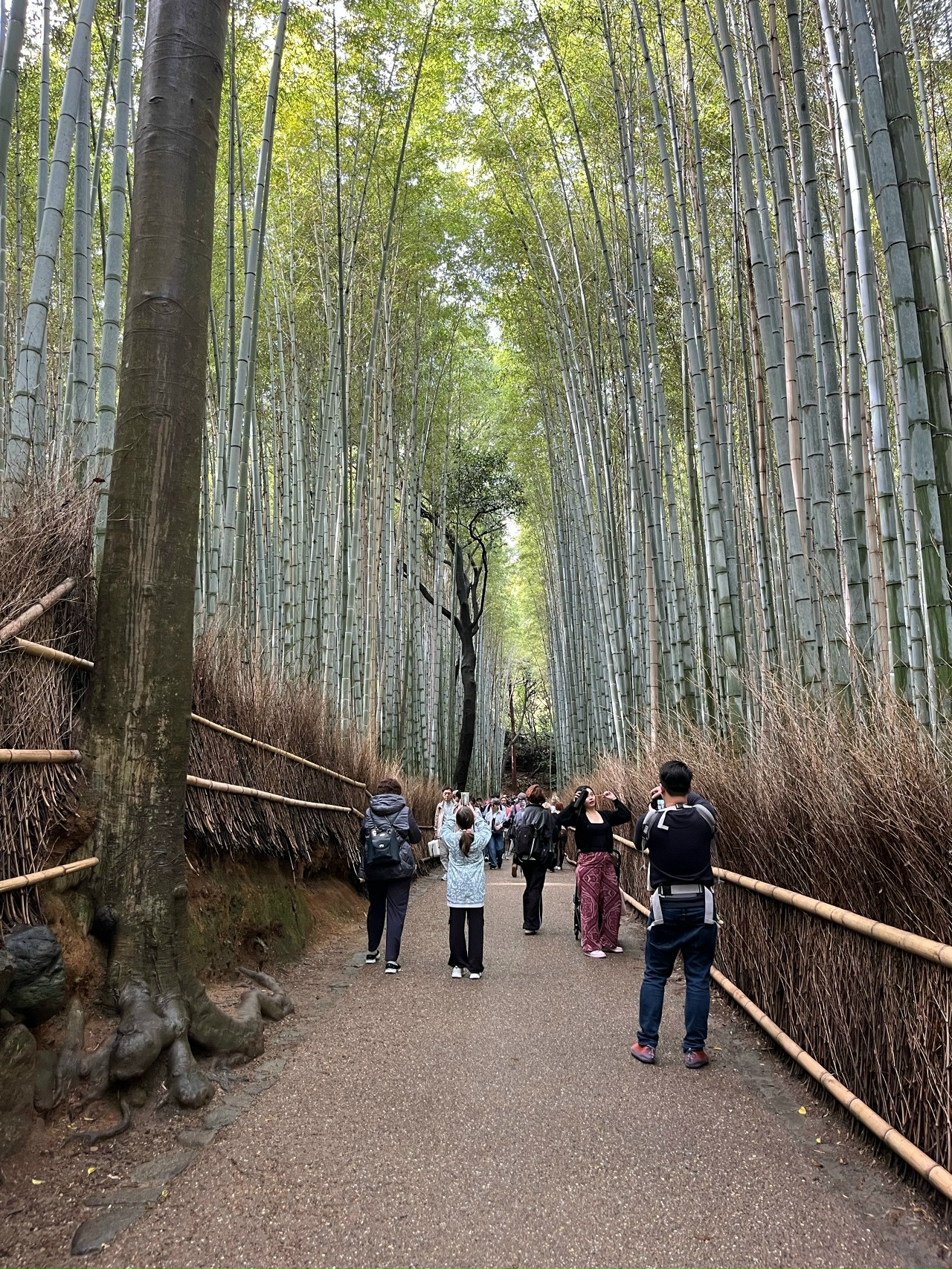 Япония: цветение сакуры (15/17)