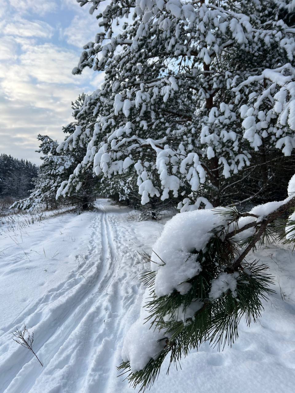 Замытье. Вдоль реки Медведицы на лыжах. (11/26)