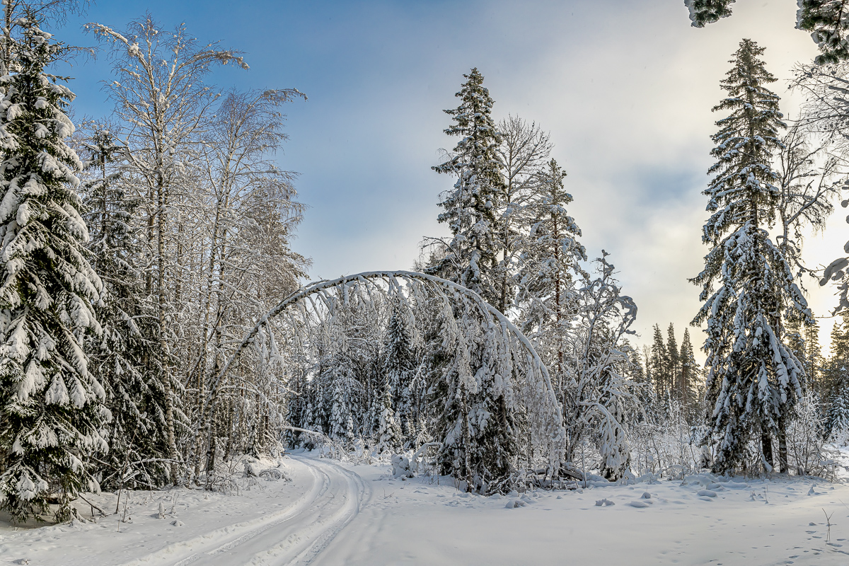 Времена года. Зимняя Карелия с фотографом. Путешествие на другую планету (22/102)