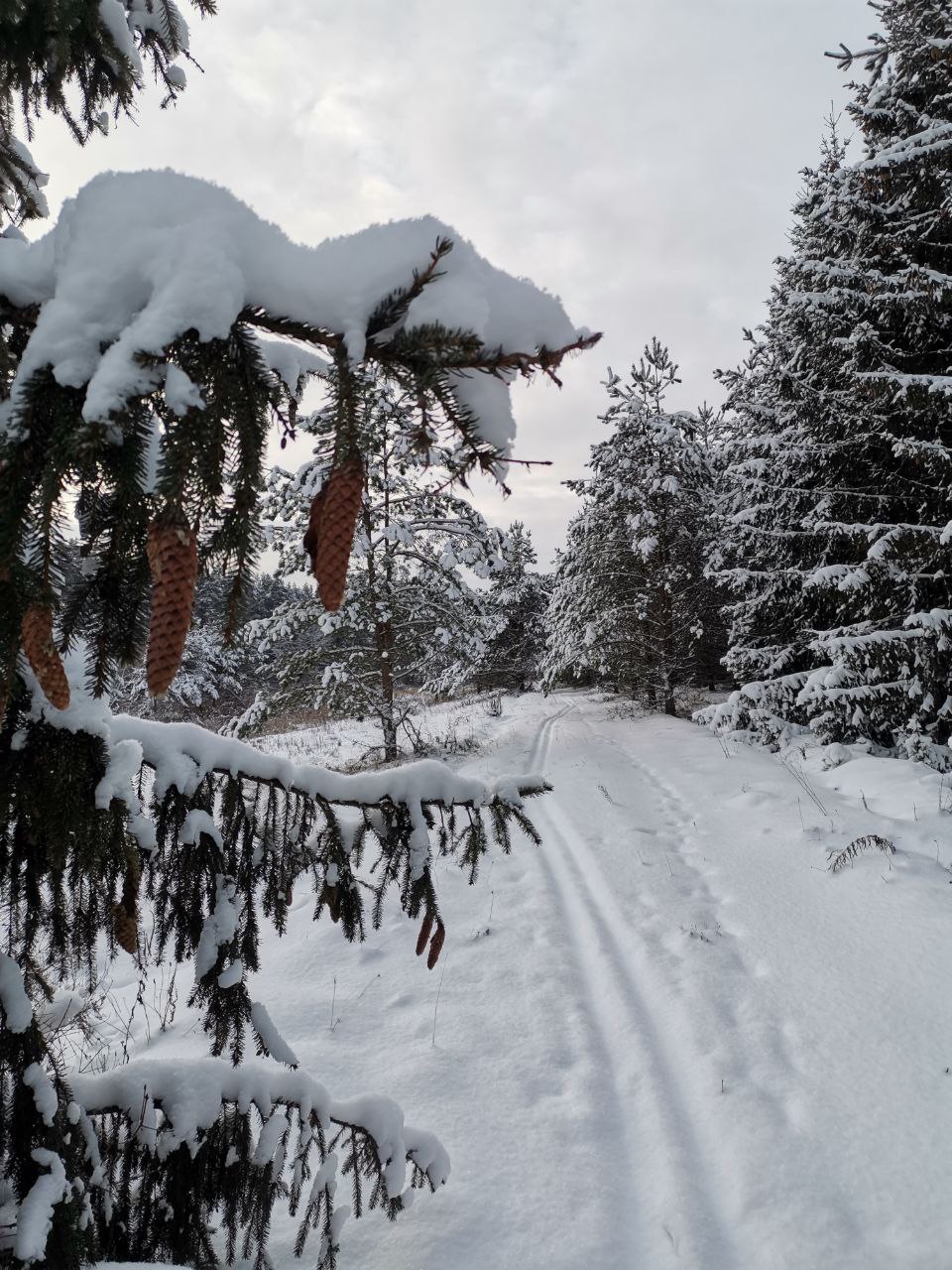 Замытье. Вдоль реки Медведицы на лыжах. (10/26)