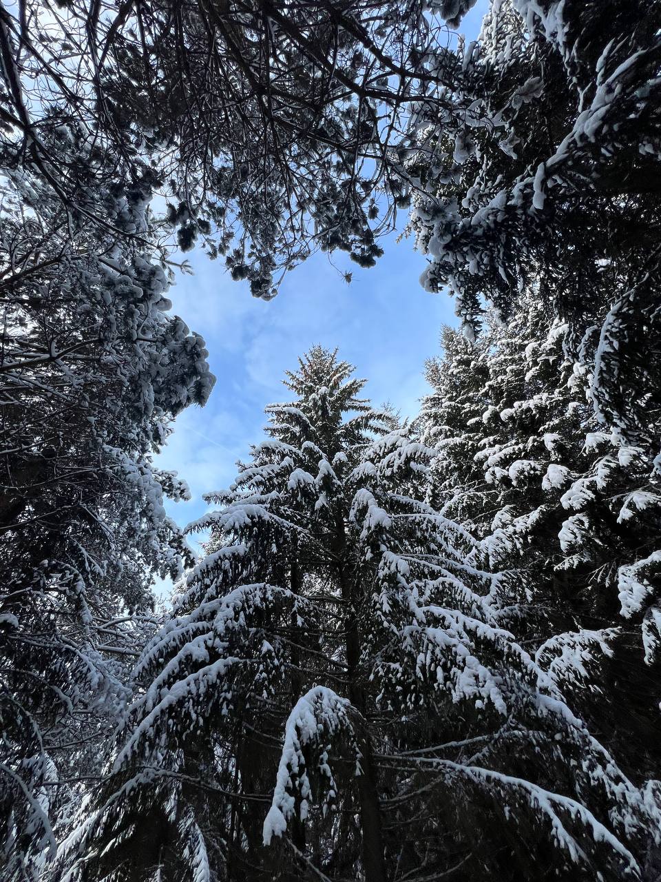 Замытье. Вдоль реки Медведицы на лыжах. (12/26)