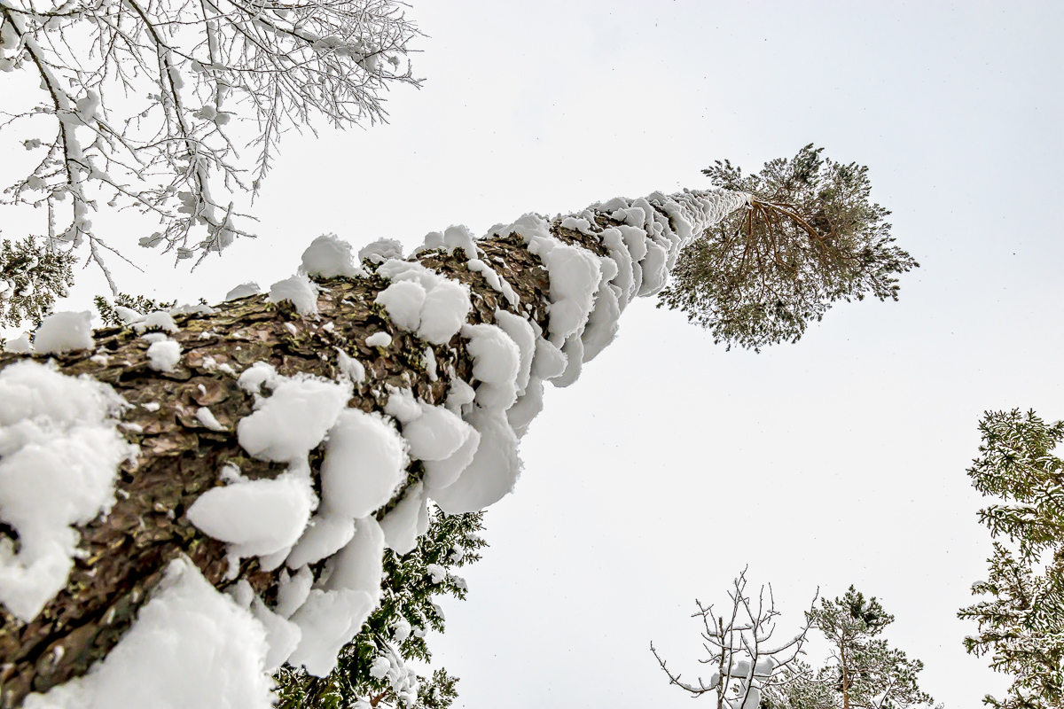 Времена года. Зимняя Карелия с фотографом. Путешествие на другую планету (48/102)