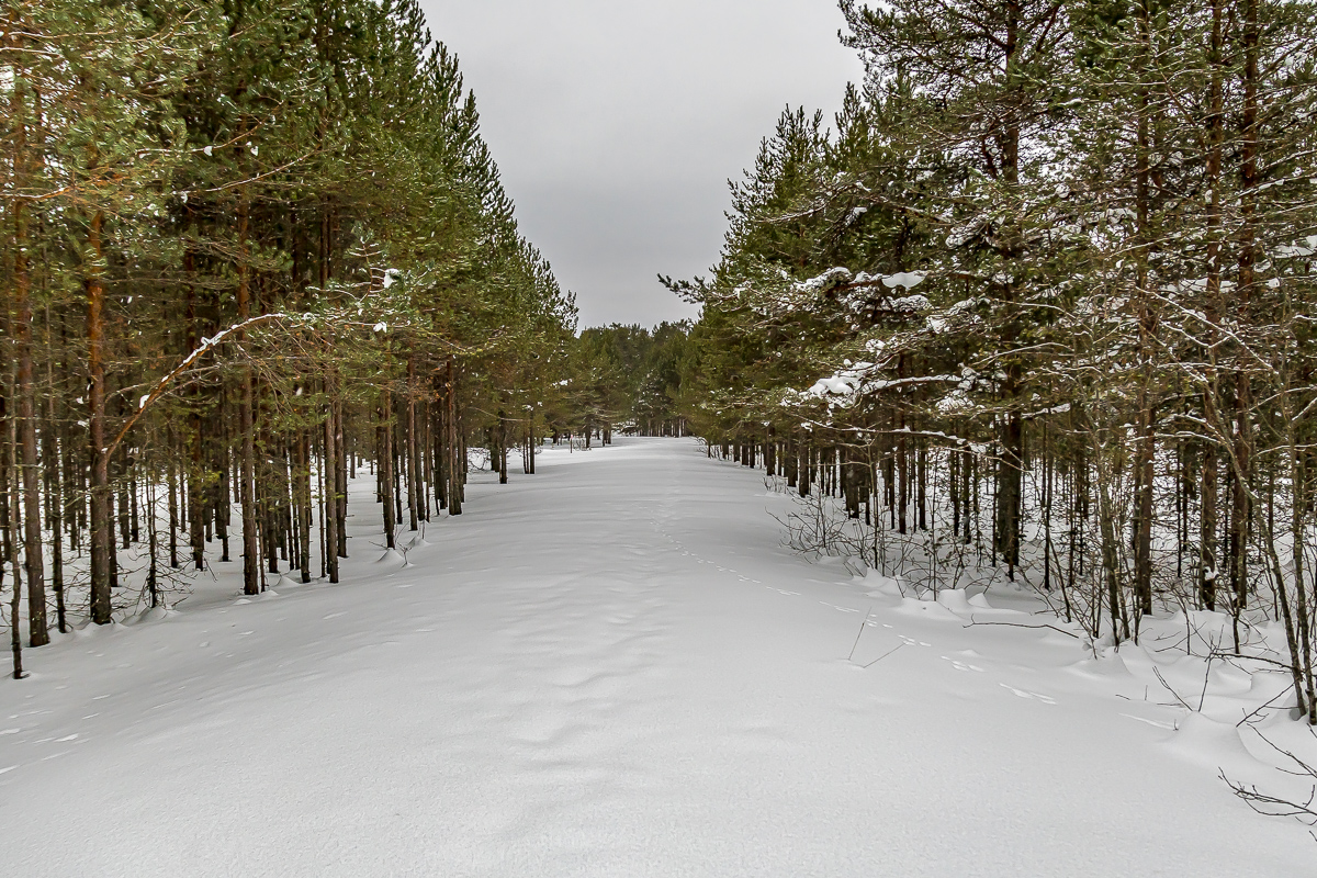 Времена года. Зимняя Карелия с фотографом. Путешествие на другую планету (52/102)