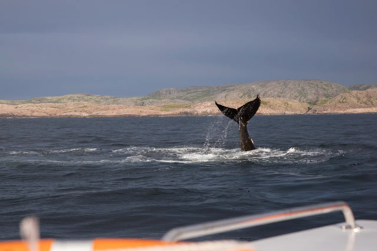 Бриз Баренцева моря: Териберка - морская прогулка (5/11)