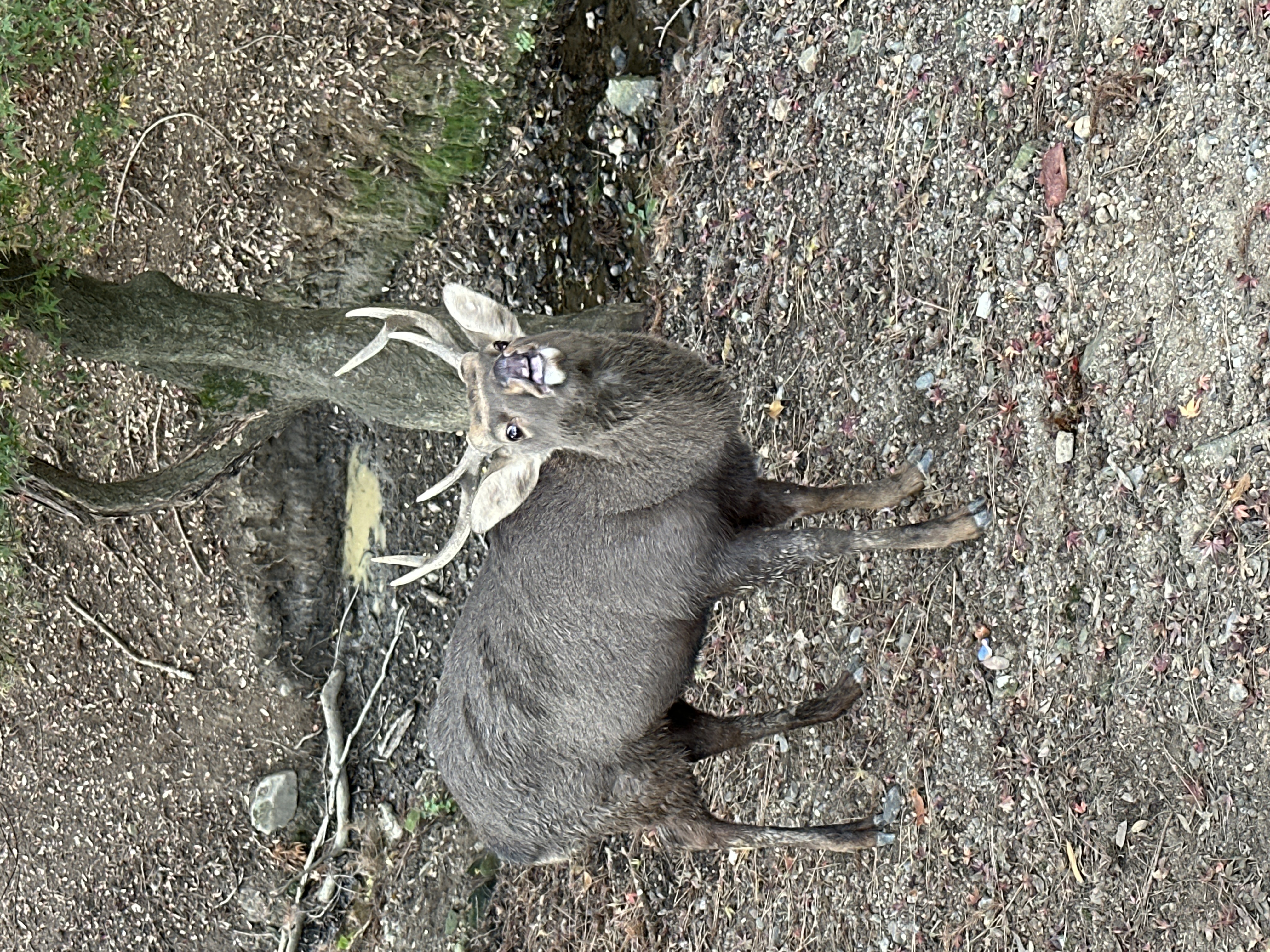 Японская Одиссея // Cheap (35/42)