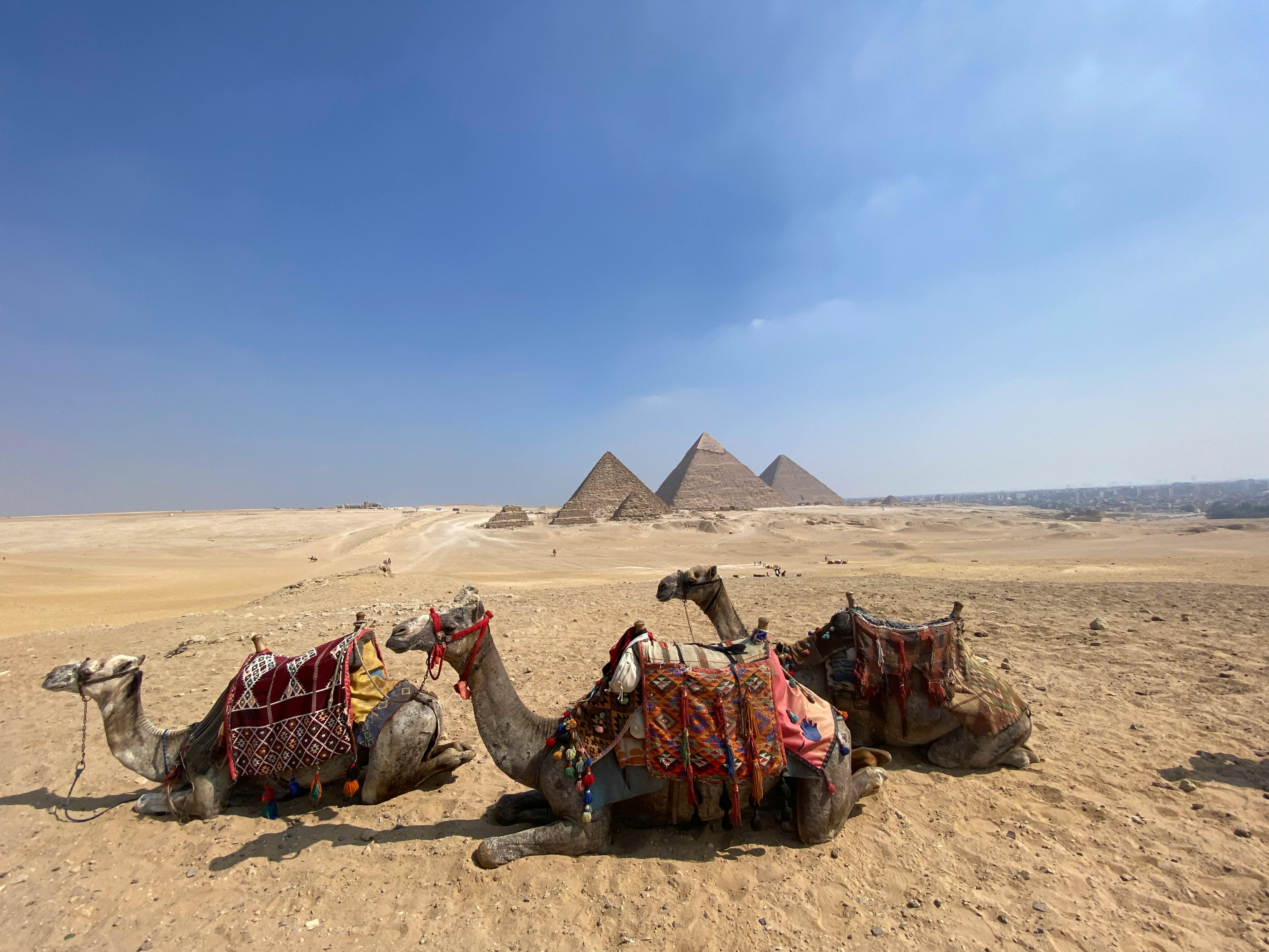 Золотой час Гизы: Закат на верблюдах у подножия пирамид (5/8)