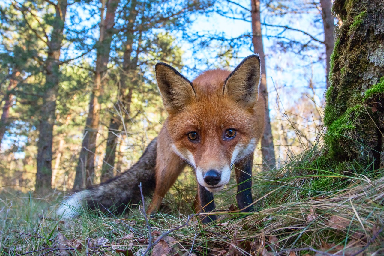 Балтийский экспресс на 9 дней - цикличный тур с заездом в любой день (53/65)