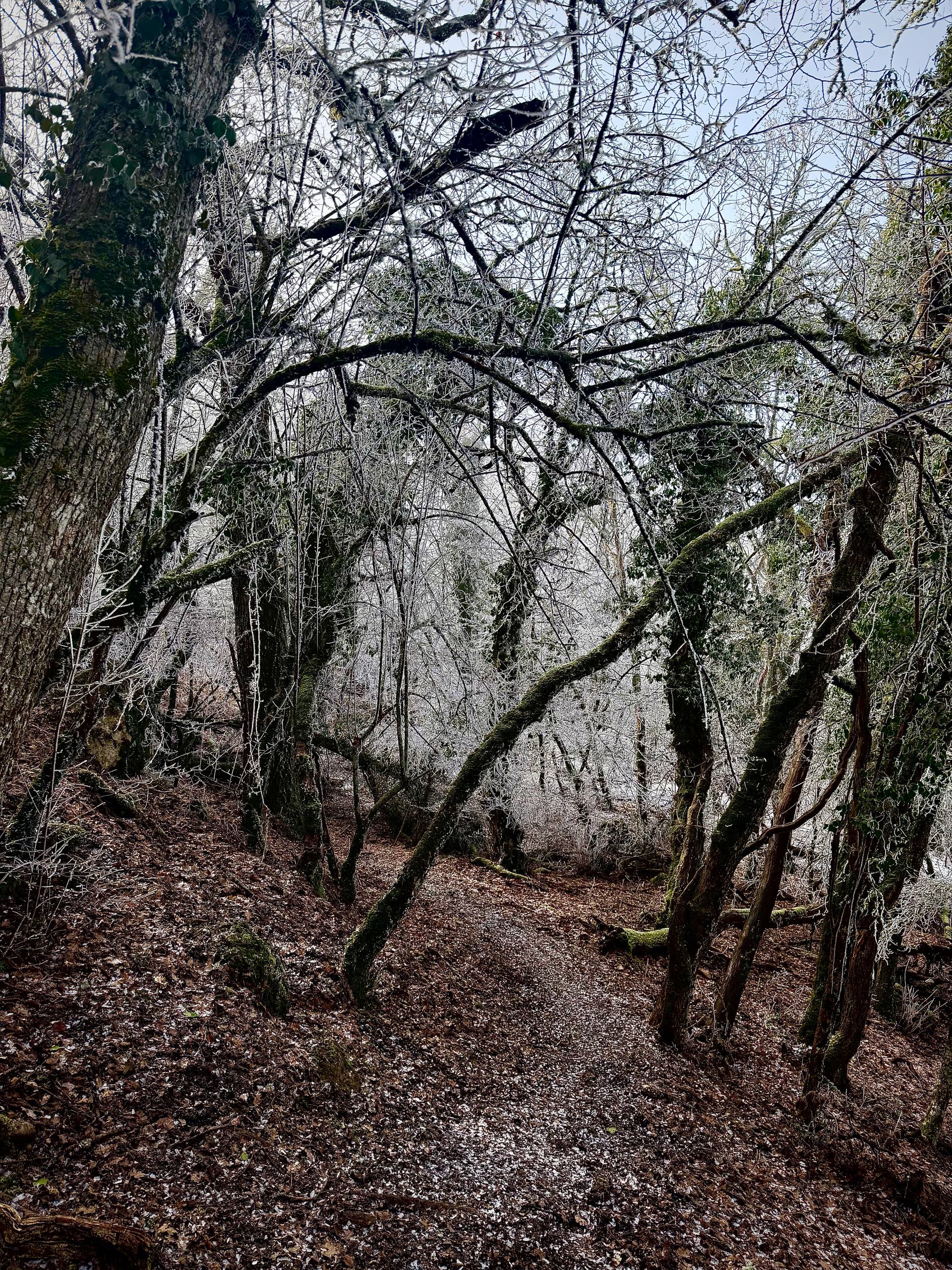 Чертова лестница: муза, тайны и проклятия. (5/7)