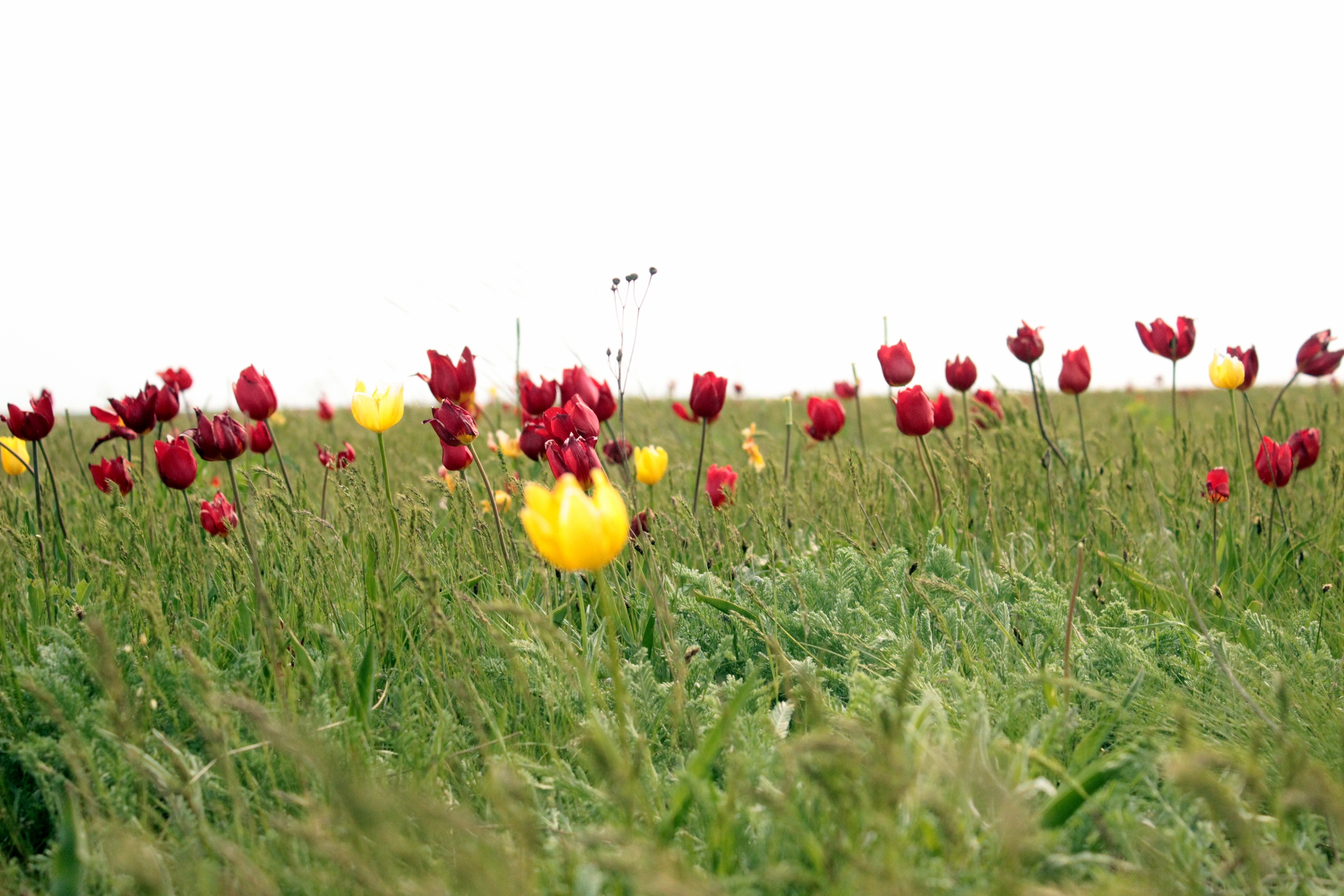 Калмыкия. Тюльпаны степи и буддийская тишина (15/37)