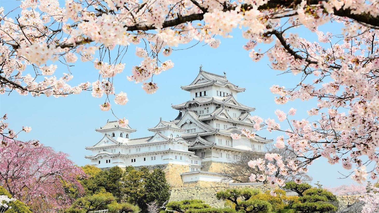 Япония : цветение сакуры и гора Фудзи