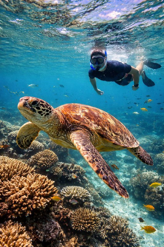 Мальдивы на 10 дней! Всё включено! Питание, проживание, трансфер, экскурсии, рыбалка (8/10)