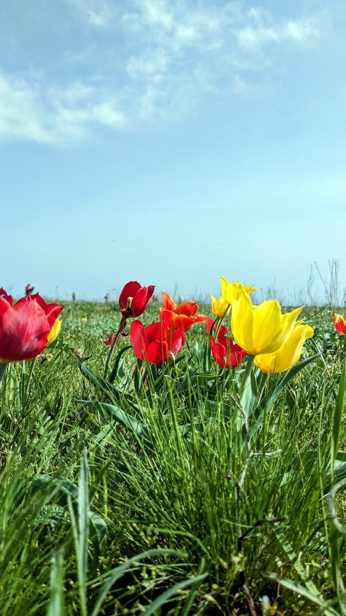 Калмыкия. Тюльпаны степи и буддийская тишина