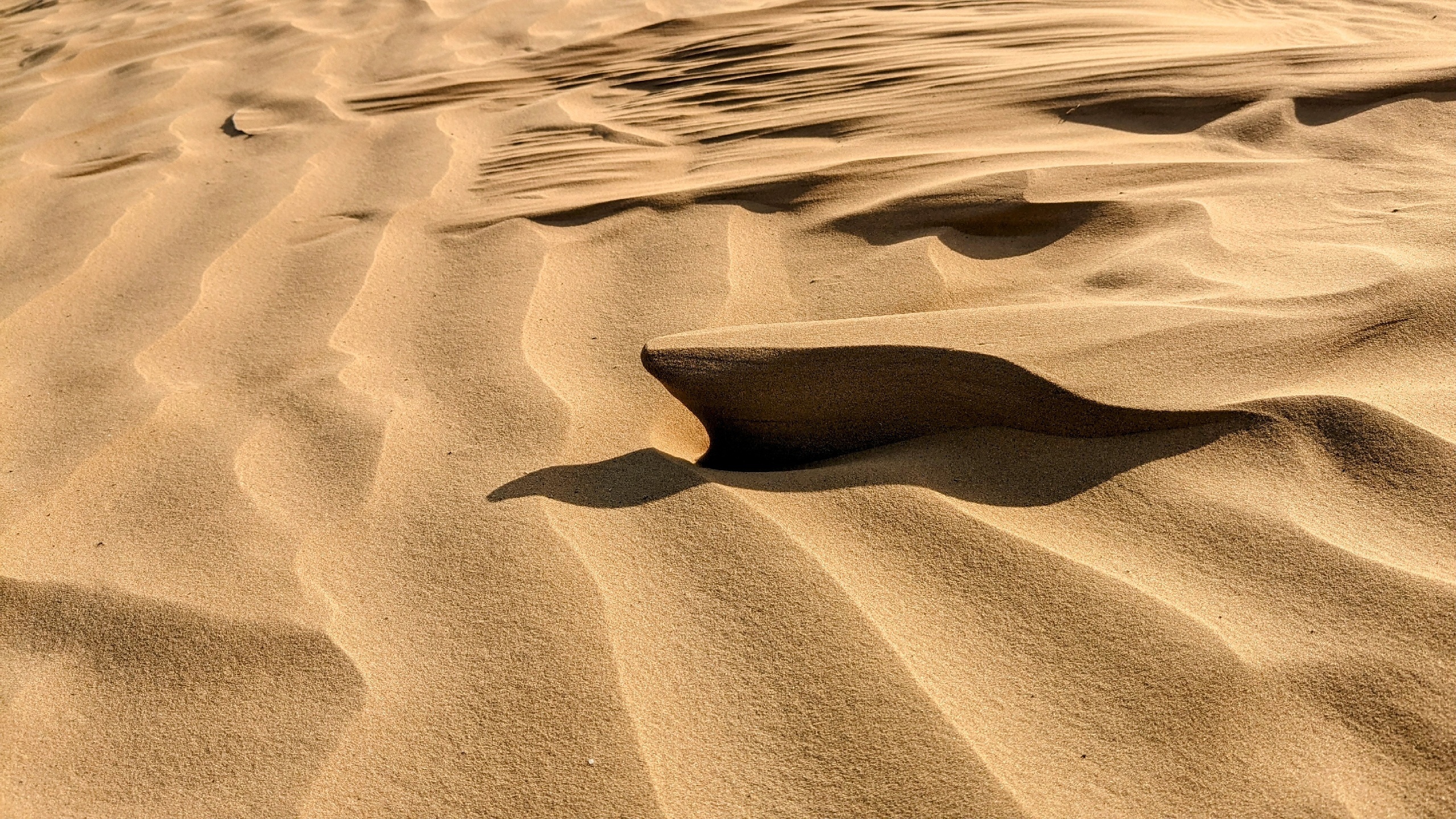 Калмыкия. Тюльпаны степи и буддийская тишина (5/37)