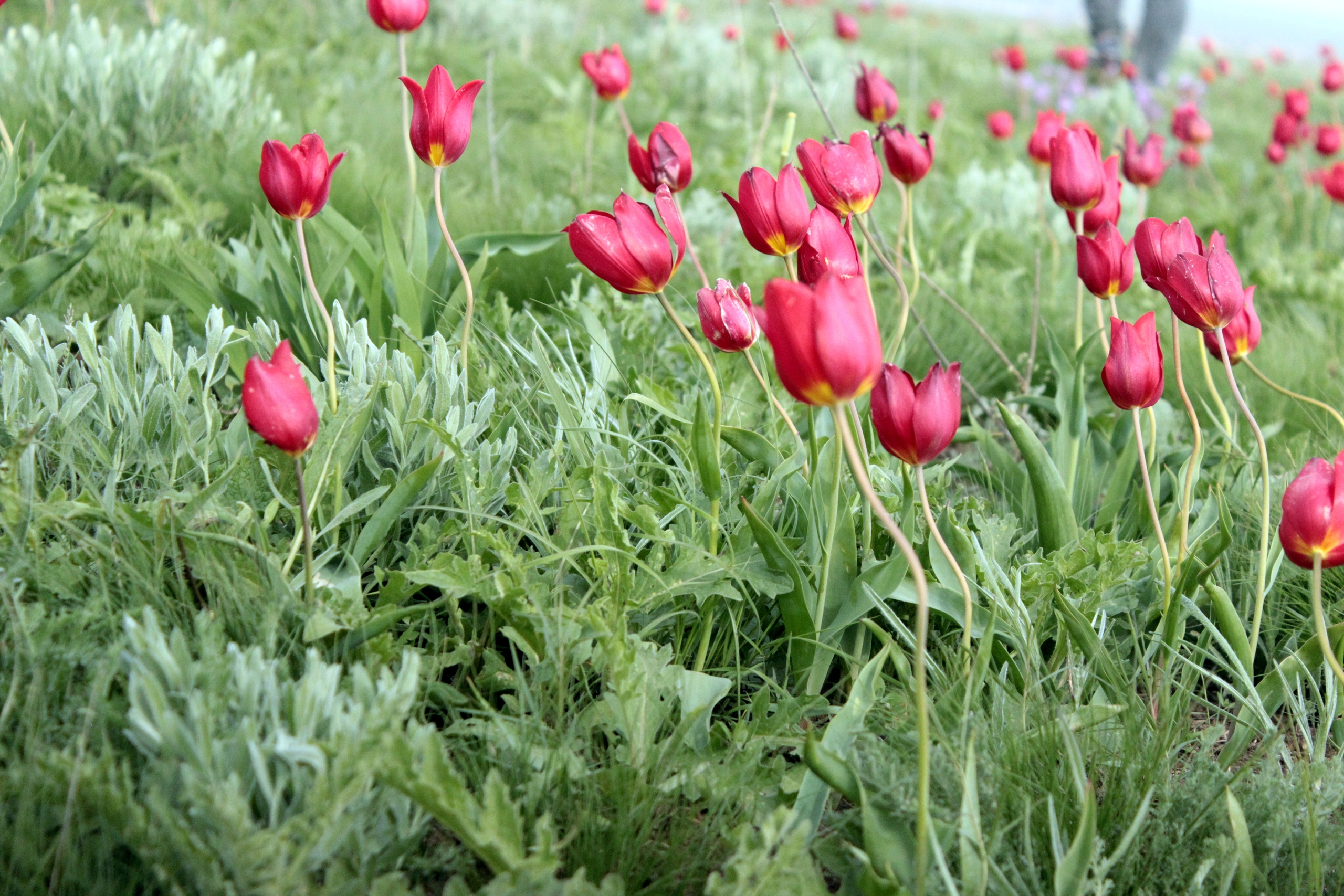 Калмыкия. Тюльпаны степи и буддийская тишина (22/37)