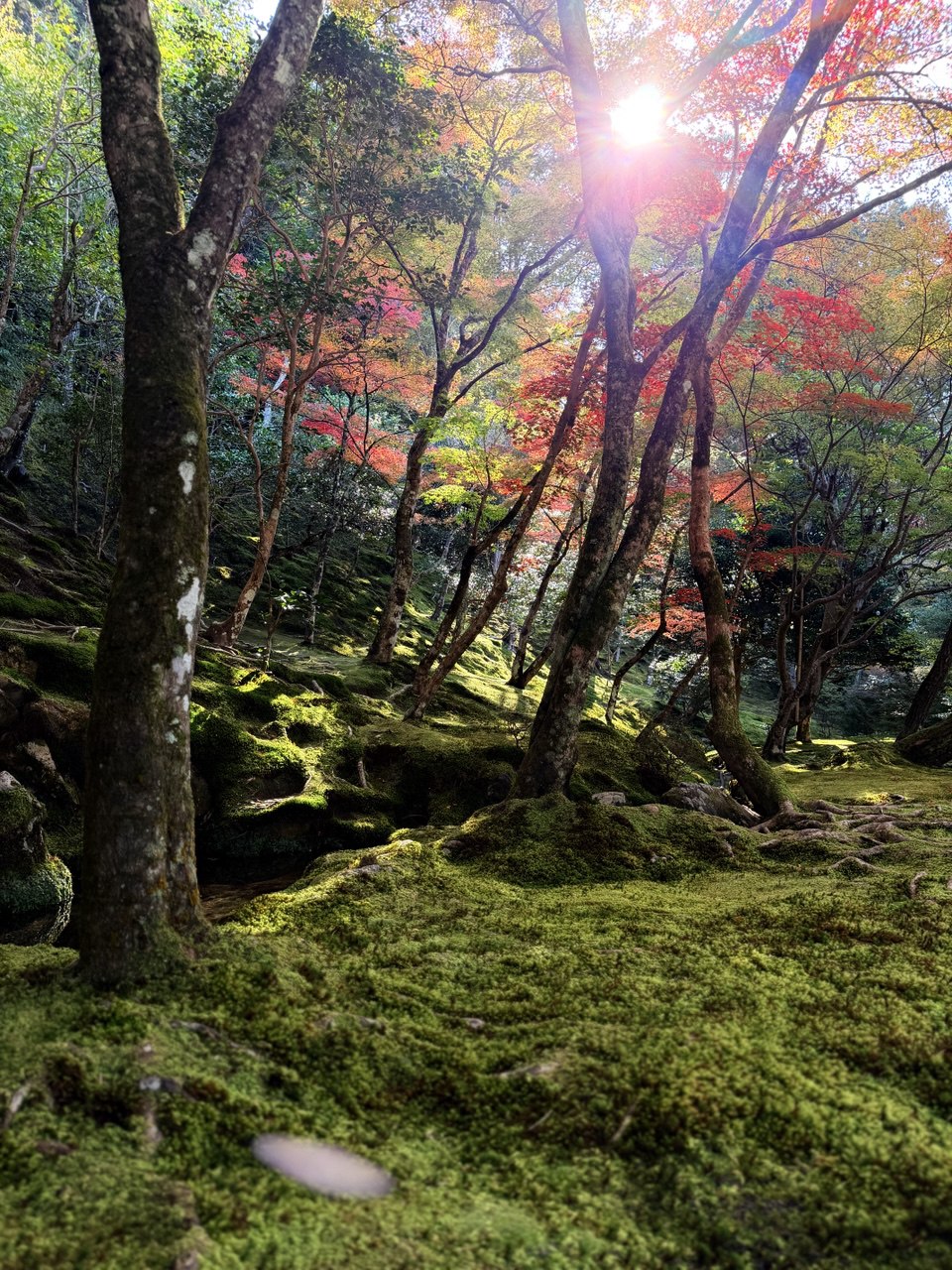 Тур Дух Японии (9/23)