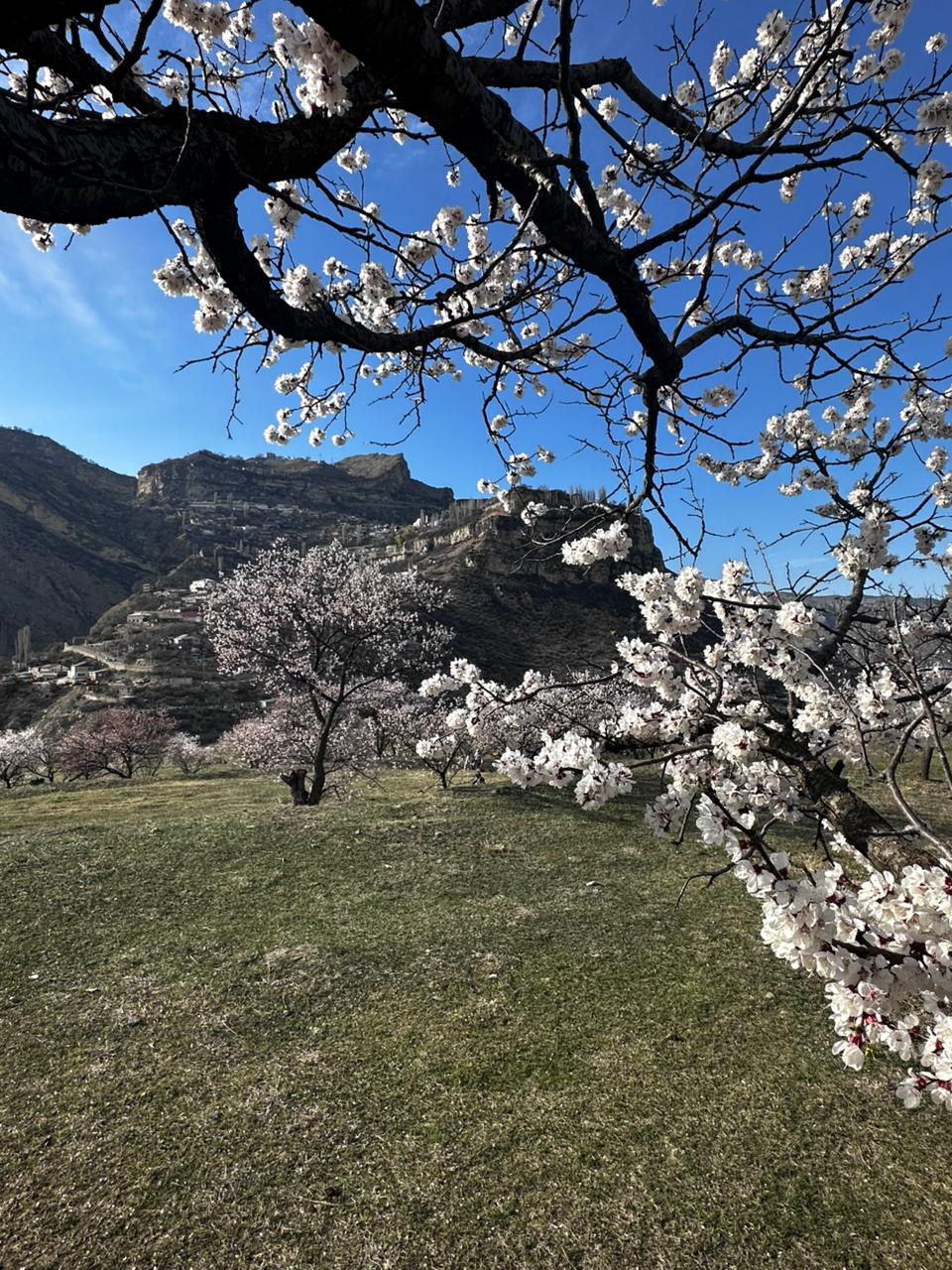 Вальс Цветов.  5 дней весны (22/71)