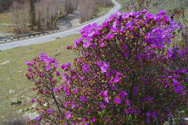 Весенний Алтай. Цветущие горы. (1/15)