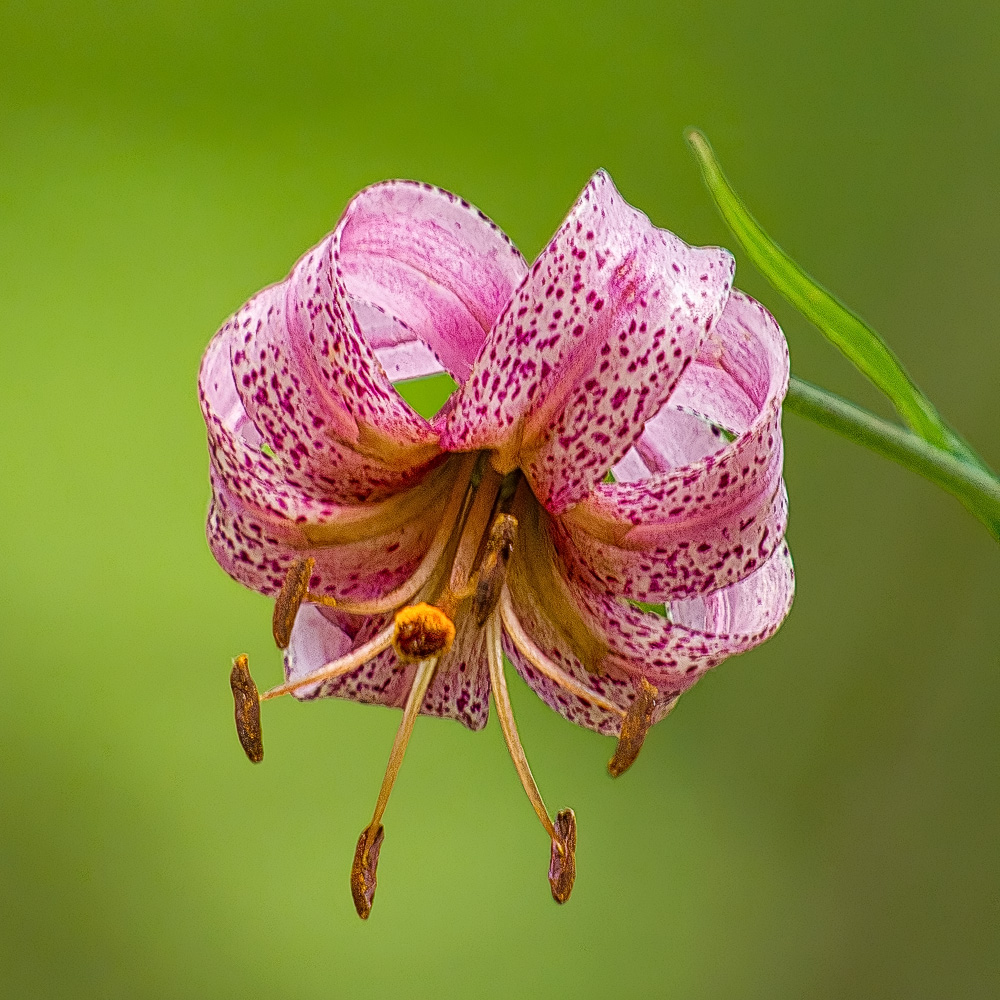 Путешествие к тайнам Горного Алтая (76/111)