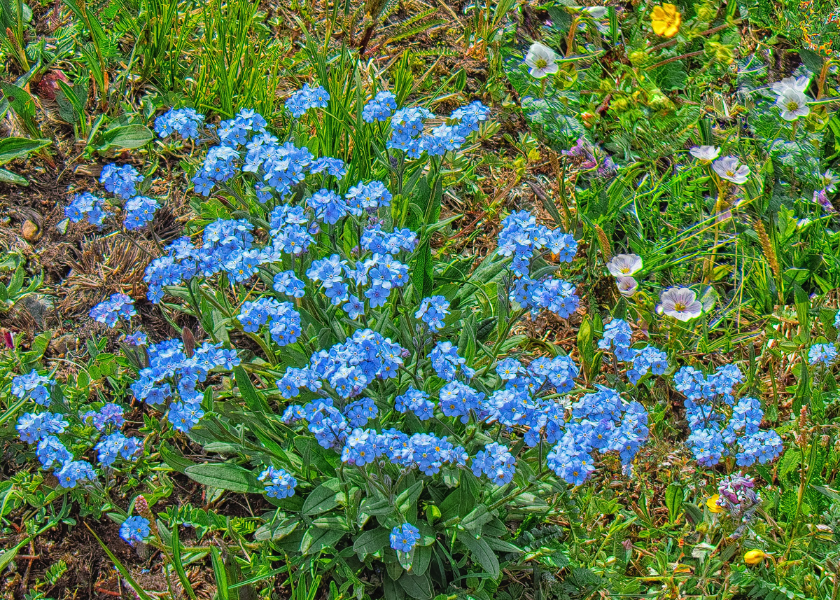 Путешествие к тайнам Горного Алтая (71/111)