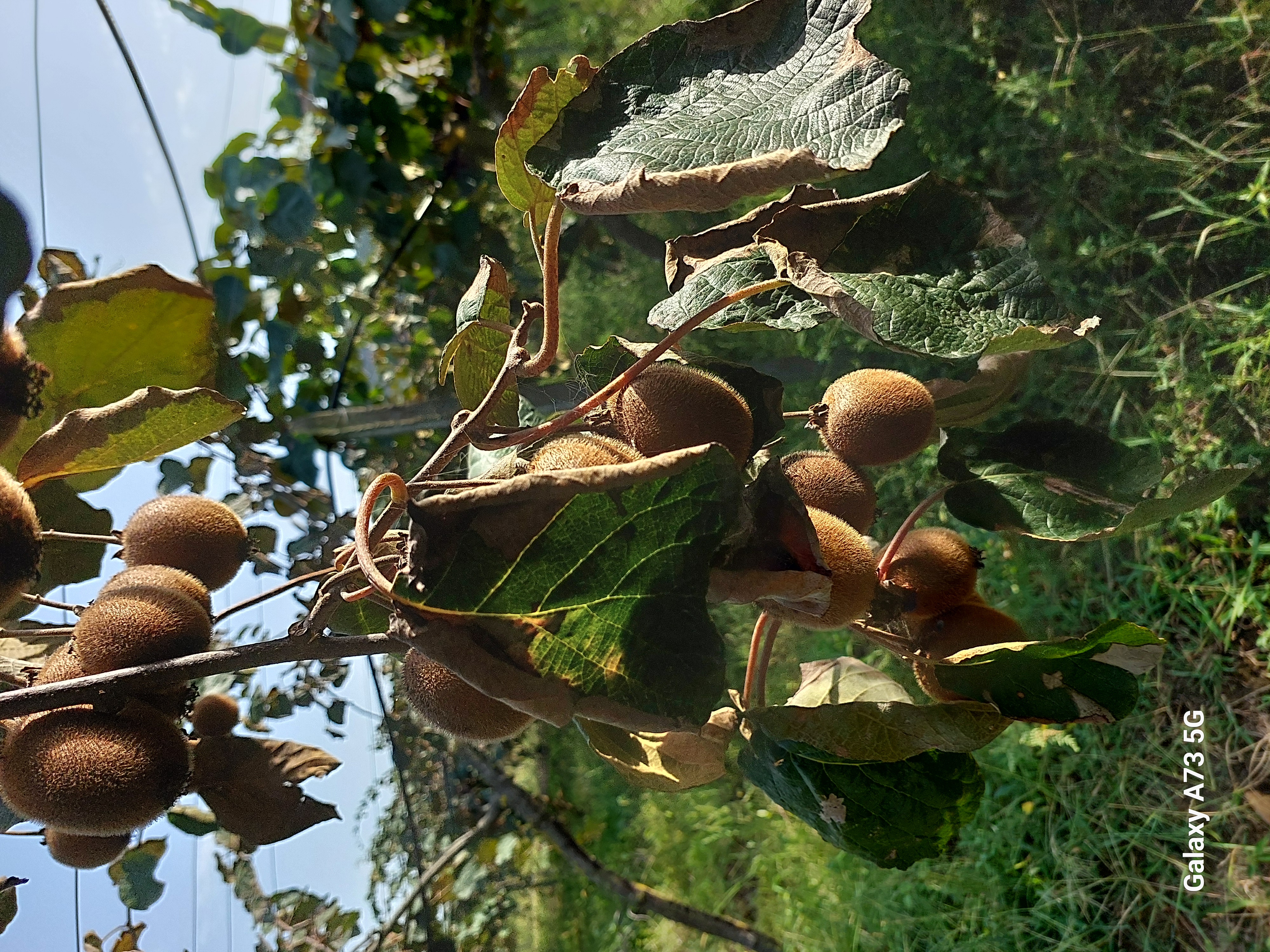 Юг Азербайджана за один день:от пещер Гобустана до субтропиков Ленькорани (17/75)