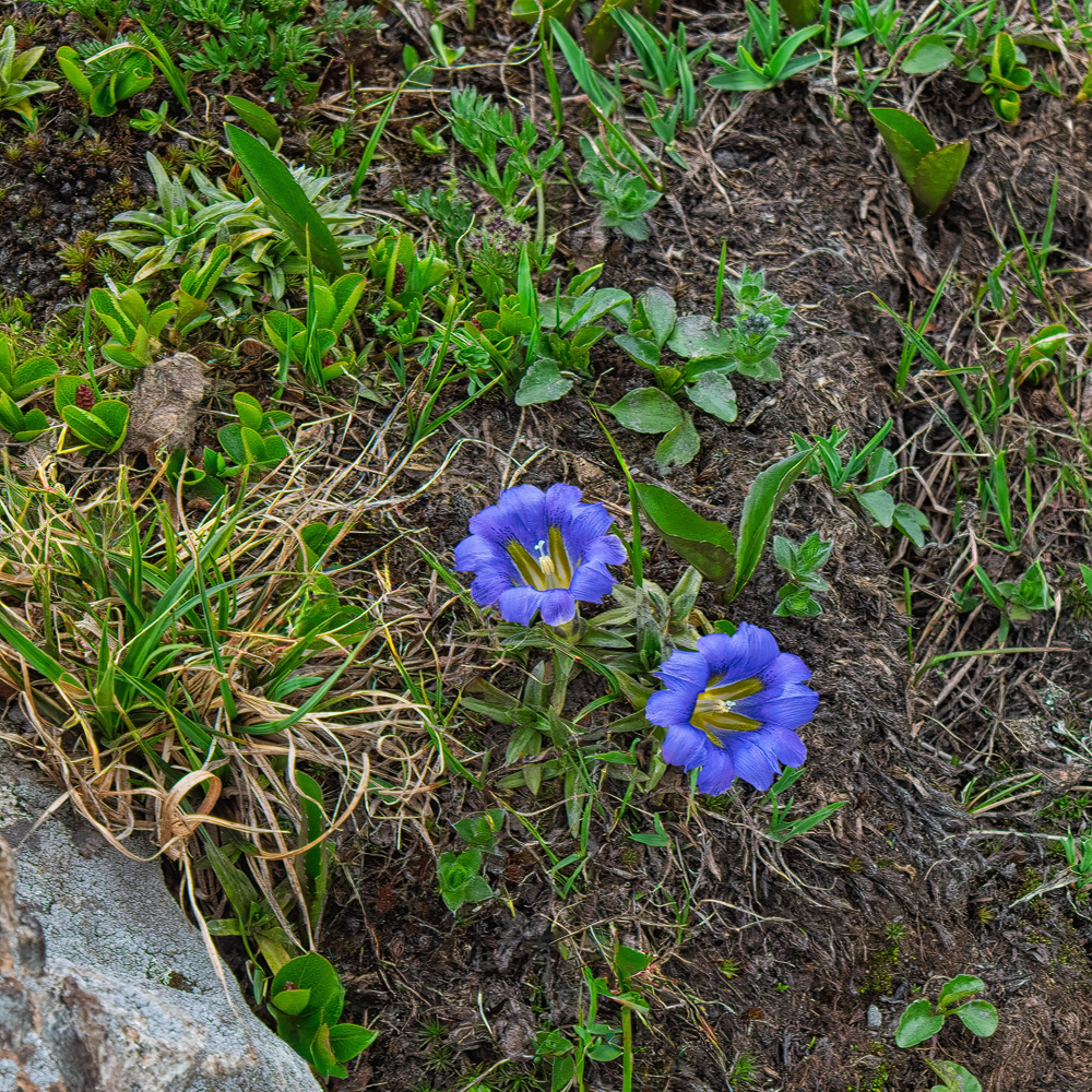 Путешествие к тайнам Горного Алтая (73/111)