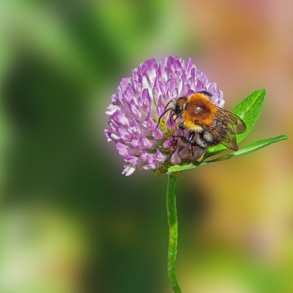 Путешествие к тайнам Горного Алтая (79/111)